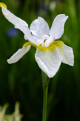 White flower of Iris sibirica (sort Snow Crest) in garden.Siberian iris or Siberian flag in natural background.