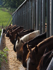 Fressende Jungpferde in der Aufzucht