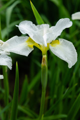 Naklejka na ściany i meble White flower of Iris sibirica (sort Snow Crest) in garden.Siberian iris or Siberian flag in natural background.