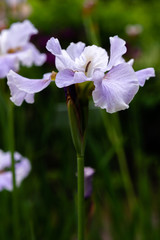 Iris sibirica (sort Dawn Walz) in garden.Siberian iris or Siberian flag in natural background.