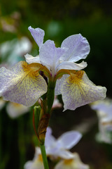 Iris sibirica (sort Salamander) in garden.Siberian iris or Siberian flag in natural background.