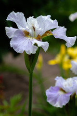 Iris sibirica (sort Dawn Walz) in garden.Siberian iris or Siberian flag in natural background.