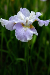 Iris sibirica (sort Dawn Walz) in garden.Siberian iris or Siberian flag in natural background.