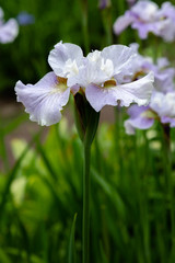 Iris sibirica (sort Dawn Walz) in garden.Siberian iris or Siberian flag in natural background.