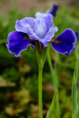 Beautiful blue flowers of Siberian iris (sort "Ship Are Salling"). Sibirica iris or Siberian flag in garden.