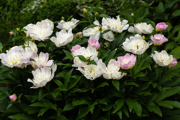 Flowering peony Bush in the garden. White and Pink Peony flowers in the garden