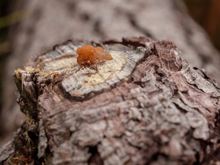 Macro de sève séchée