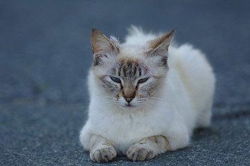 Fototapeta na wymiar 青い目の猫