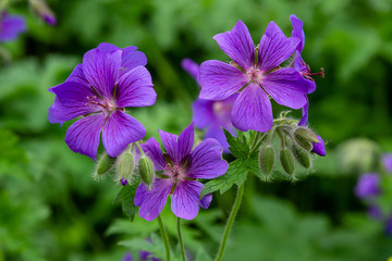 Geranium pratense in garden. Purple flowers of geranium pratense.  F