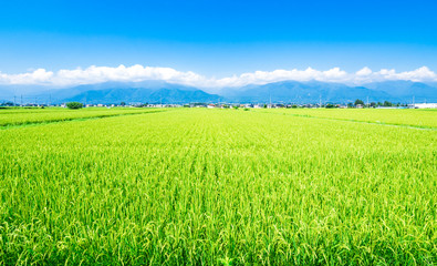 Fototapeta na wymiar 夏の信州　安曇野の田園風景