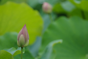 蓮のつぼみ