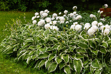 Naklejka premium Beautiful white peonies in the garden. Flowering white peonies in the garden. Growing peonies.