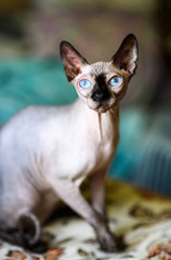 sphynx cat