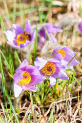 concave in NP Podyji, Czech Republic