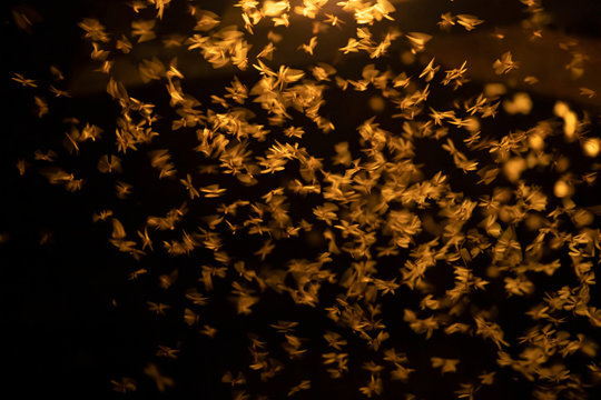 Abstract and magical image of flying moths.