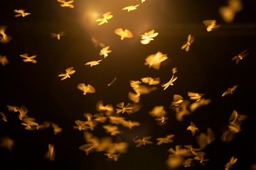 Abstract and magical image of flying moths.