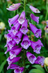  Digitalis purpurea flower (foxglove, common foxglove, purple foxglove or lady's glove).