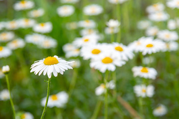 Daisies on a green meadow. Flower background with camomile (chamomile) and green grass