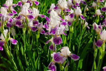 Flower bearded iris (Iris germanica) in summer garden.