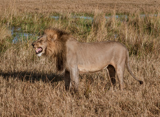 Adult male lion stands in short dry grass in Botswana