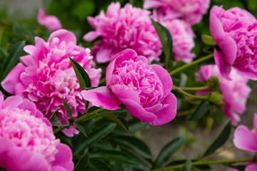 Flowering pink peonies in the garden. Beautiful purple peony flowers.