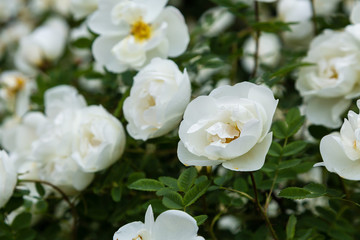 Fototapeta premium White wild rose (Rosa rugosa) in the garden
