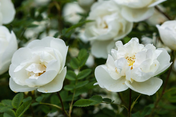 White wild rose (Rosa rugosa) in the garden