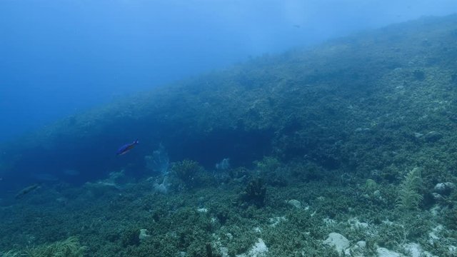 Tarpon in coral reef of Caribbean Sea around Curacao