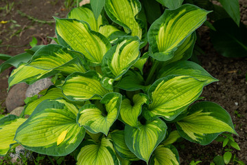 Green bush Hosta. Hosta leaves. Beautiful Hosta leaves background. Hosta - an ornamental plant for landscaping park and garden design