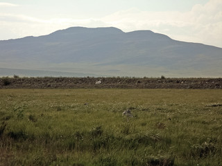 Landscape of the tundra in summer. Summer tundra on the Yamal Pe