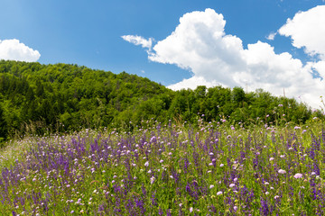 flowers meadow near Bohinj lake in Slovenia