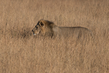 Adult male lion is mostly hidden in the short dry grass while it prowls for food in Botswana