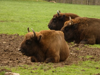 bison