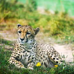 Naklejka na ściany i meble close-up of a beautiful cheetah