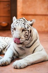 White Bengal tiger