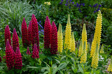 Flowers of large-leaved lupine (Lupinus polyphyllus) blooming in the garden.