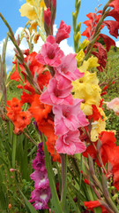field of gladiolus