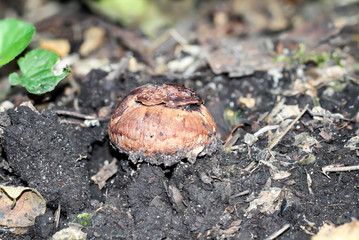 Pilz am Waldboden