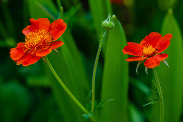 Geum coccineum in spring garden. Red flowers of Geum coccineum in green background