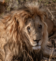 Adult male lion lies down in the short dry grass of Botswana