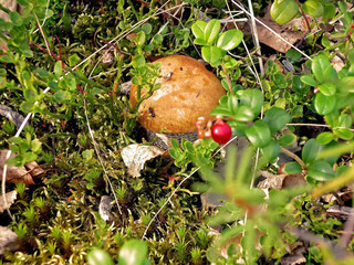 Edible mushrooms in the forest litter. Mushrooms in the forest-t