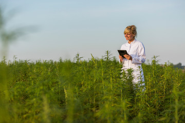 Naklejka na ściany i meble Scientist observing CBD hemp plants on marijuana field and writing results in tablet