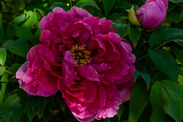 Peony tree (Paeonia x suffruticosa), or semi-shrub is a hybrid species belonging to the genus peony of the family peony