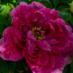 Peony tree (Paeonia x suffruticosa), or semi-shrub is a hybrid species belonging to the genus peony of the family peony