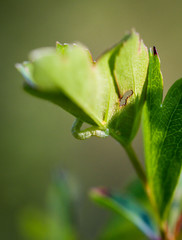 Raupe eines Schmetterlings am Blatt hängend