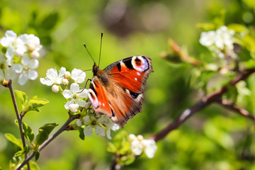 Nahaufnahme eines Tagpfauenauges