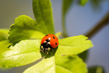 Marienkäfer auf einem Blatt