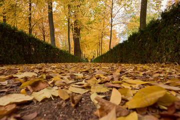 Trees with yellow leaves in the garden of the Parterre in autumn