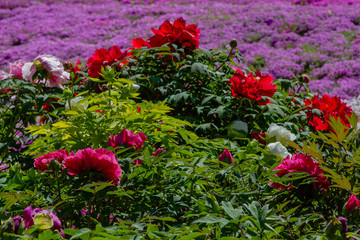 Peony tree (Paeonia x suffruticosa), or semi-shrub is a hybrid species belonging to the genus peony of the family peony