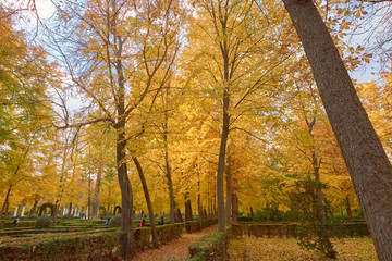 Trees with yellow leaves in the garden of the Parterre in autumn